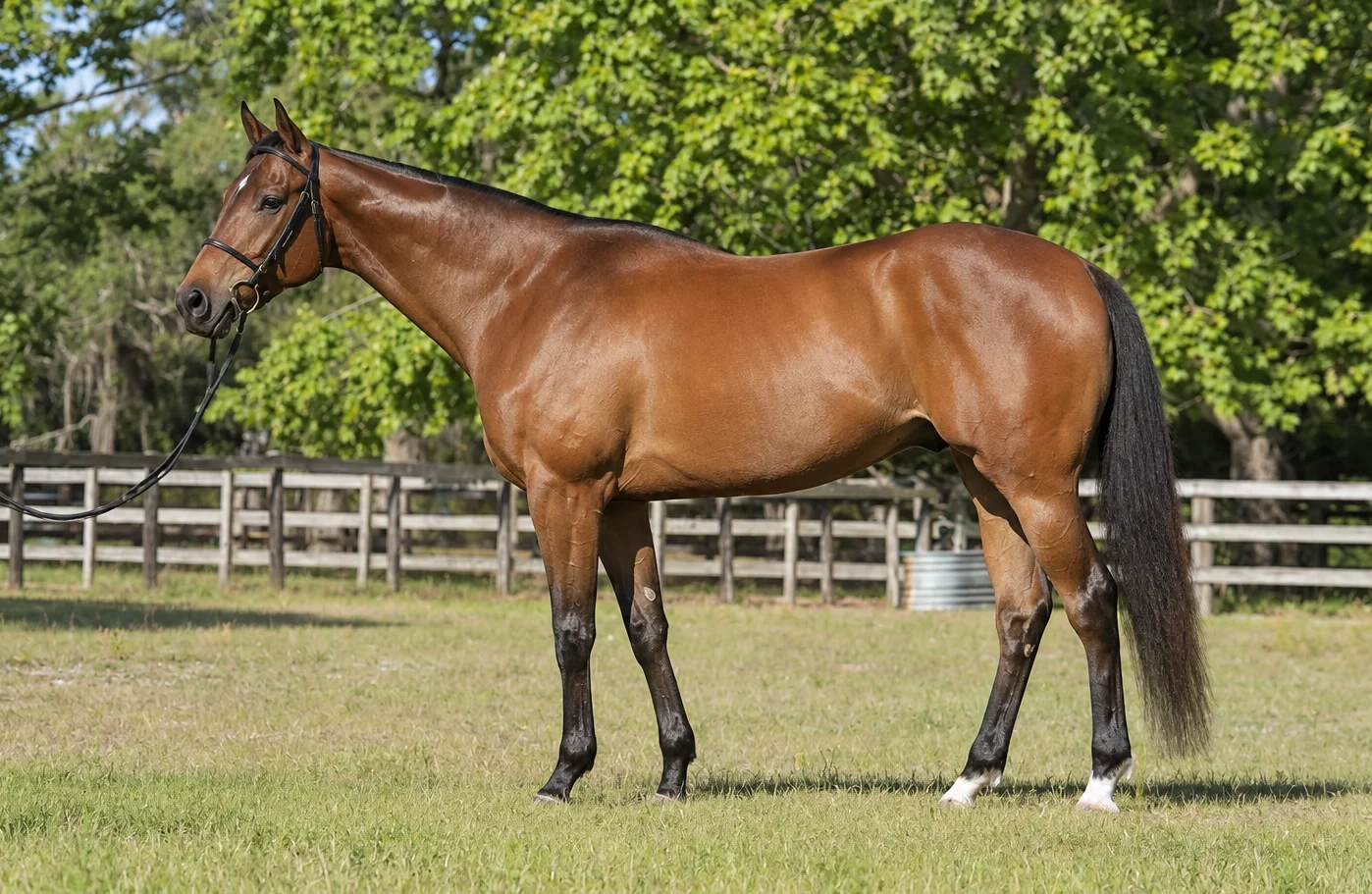 Thoroughbred